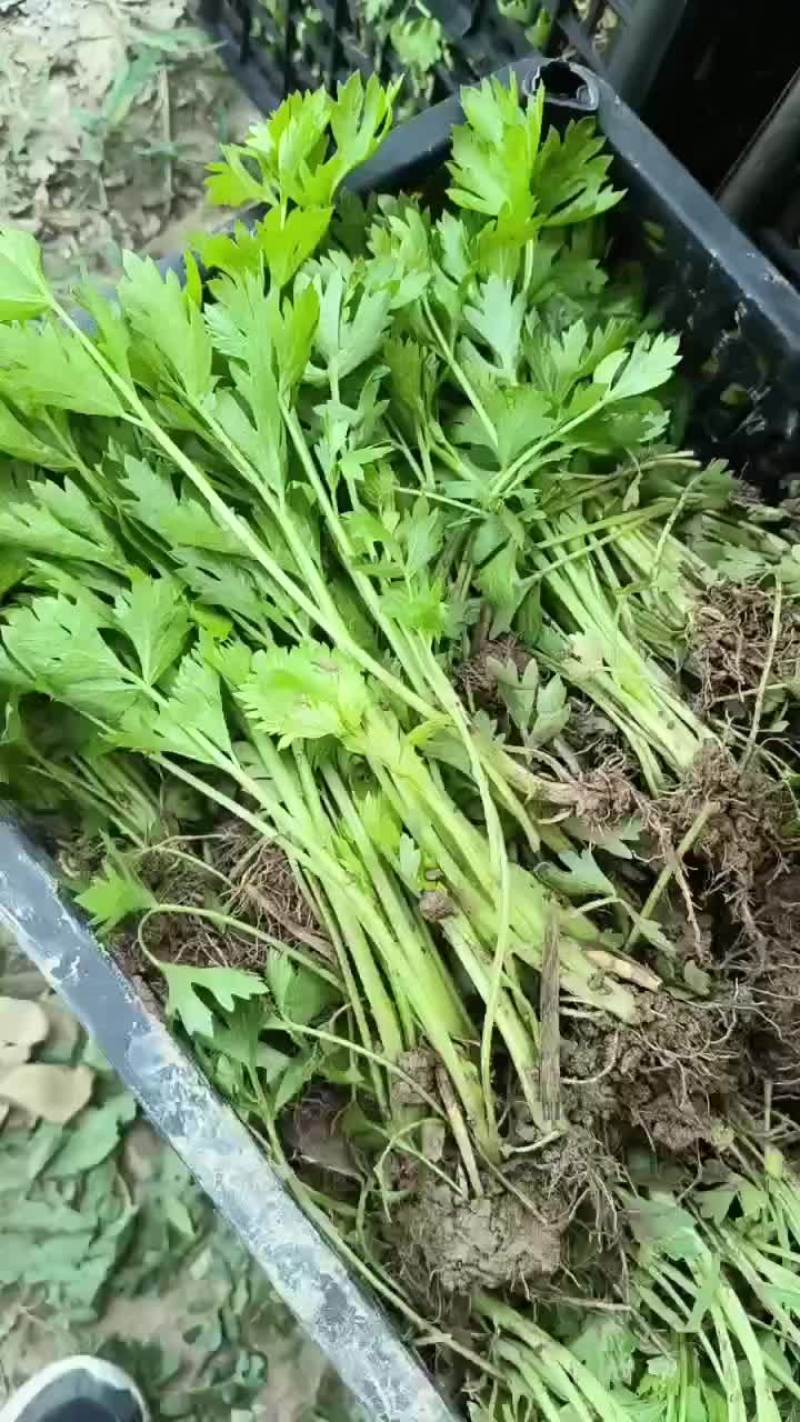 西安芹菜苗