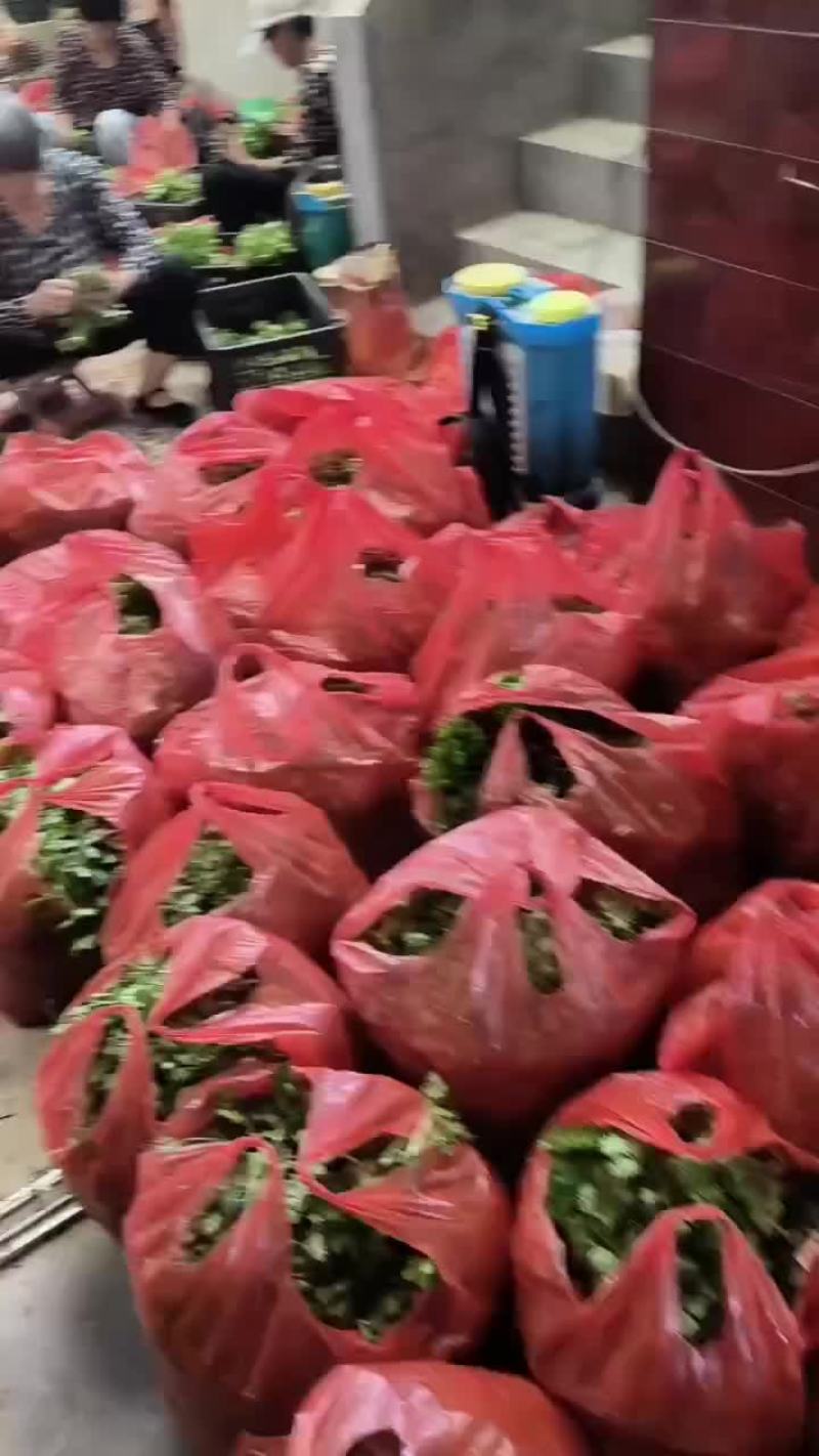 西安芹菜苗
