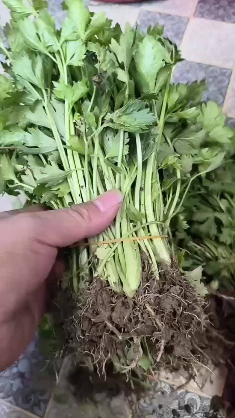 西安芹菜苗