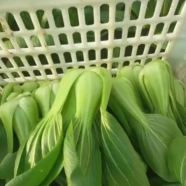 精品小青菜大量有货一手资源产地直发