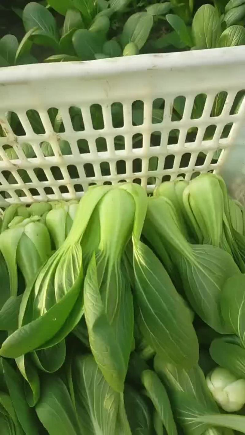 精品小青菜大量有货一手资源产地直发
