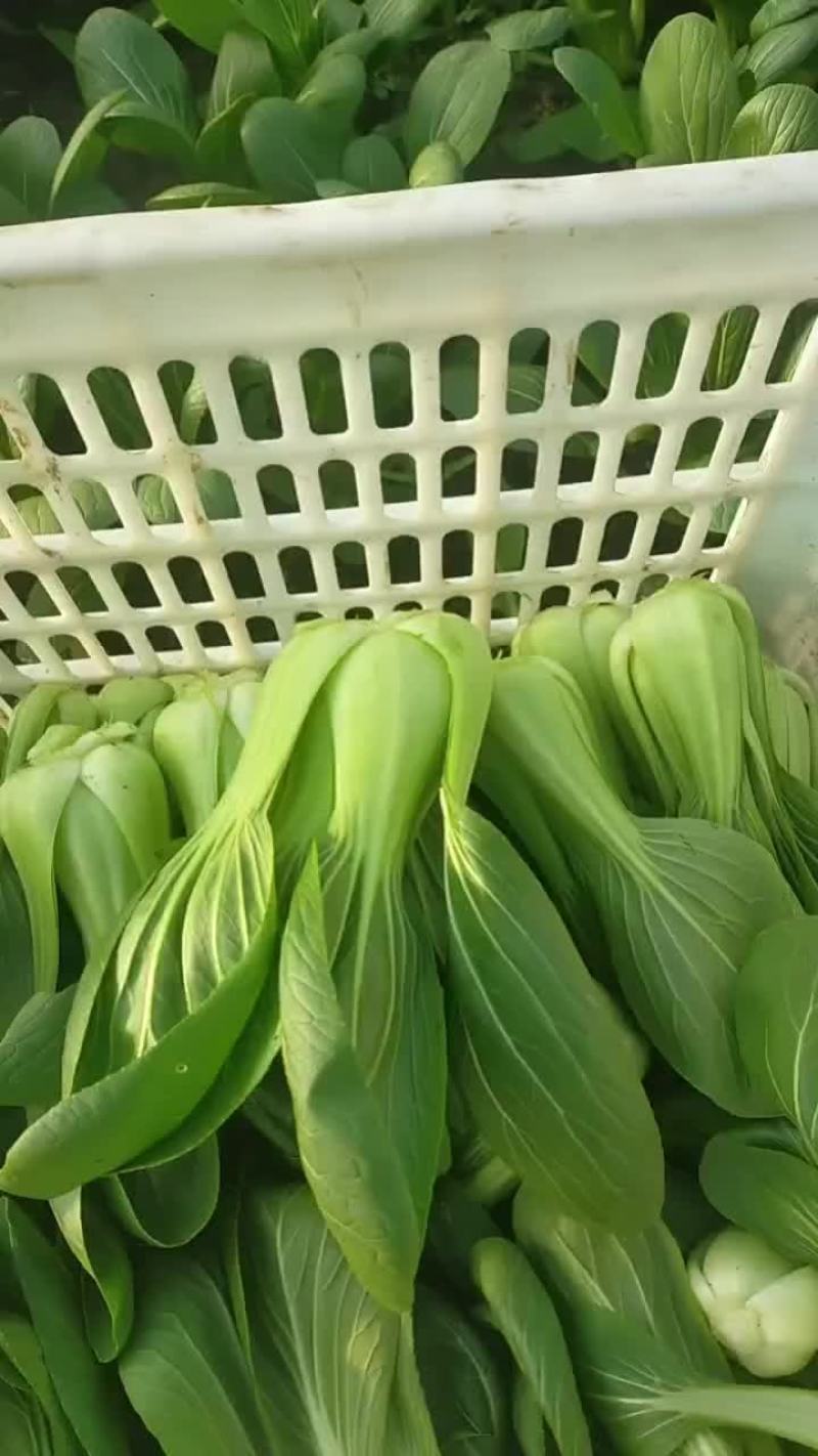 精品小青菜大量有货一手资源产地直发