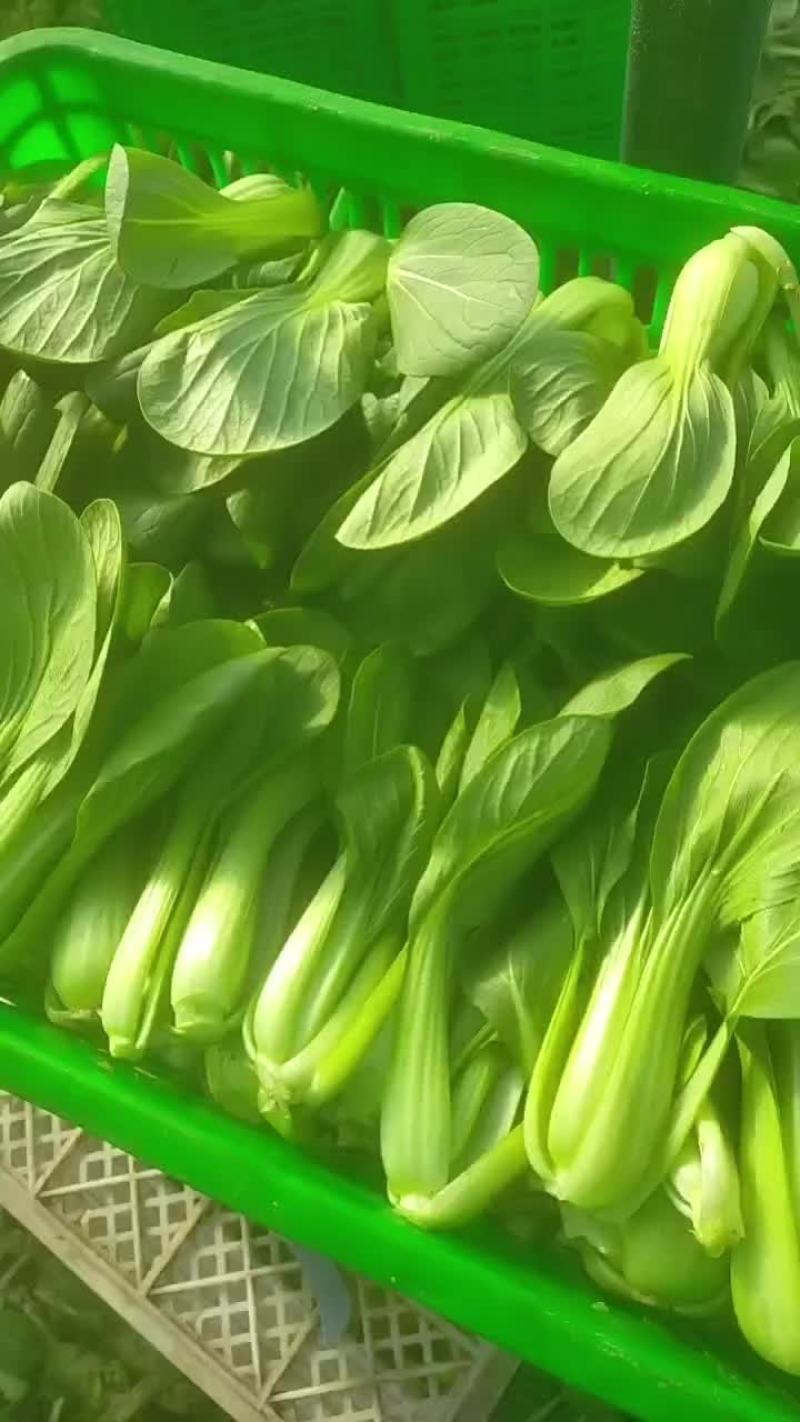 精品小青菜大量有货一手资源产地直发