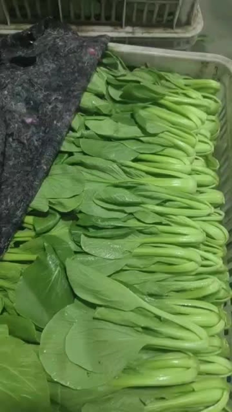 精品小青菜大量有货一手资源产地直发