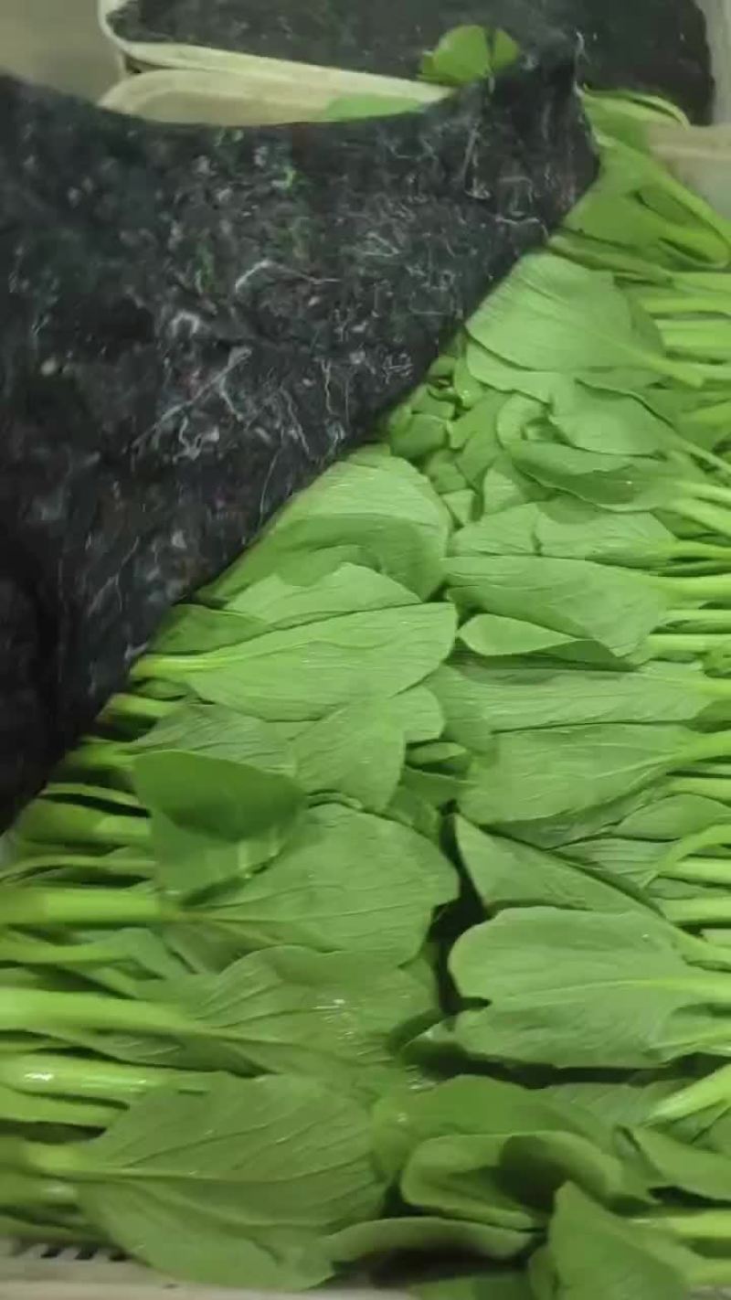 精品小青菜大量有货一手资源产地直发