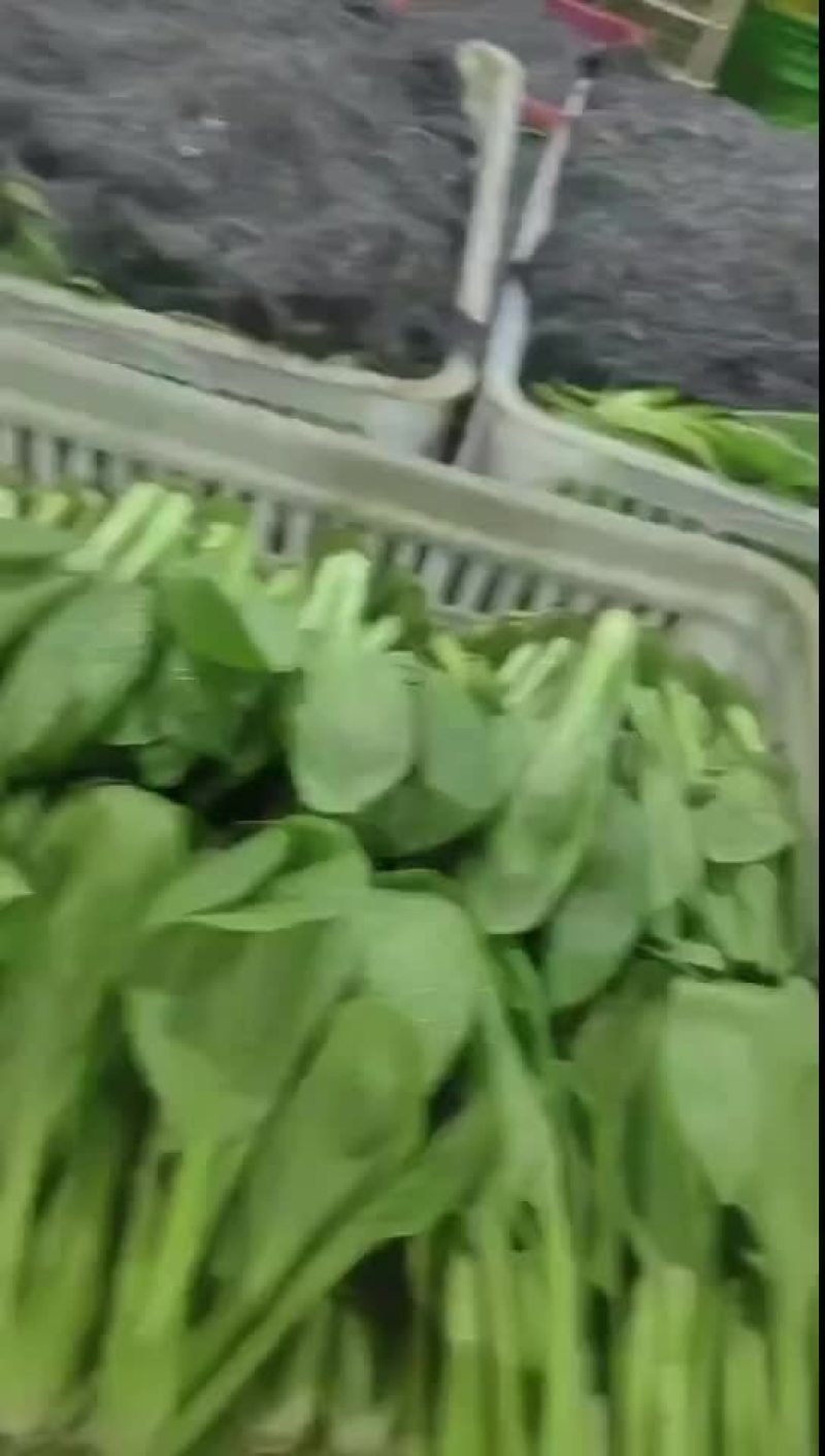 精品小青菜大量有货一手资源产地直发