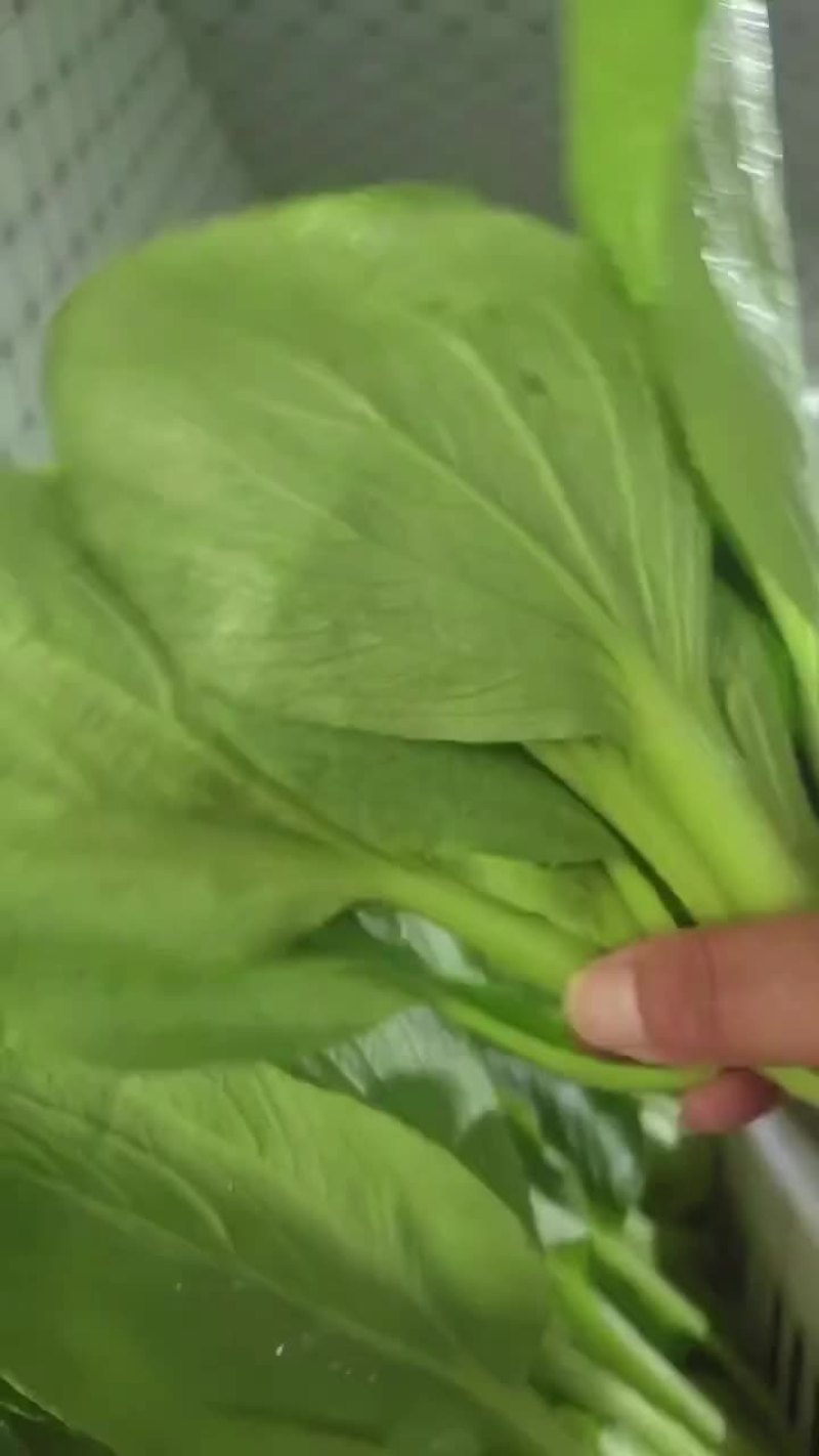 精品小青菜大量有货一手资源产地直发