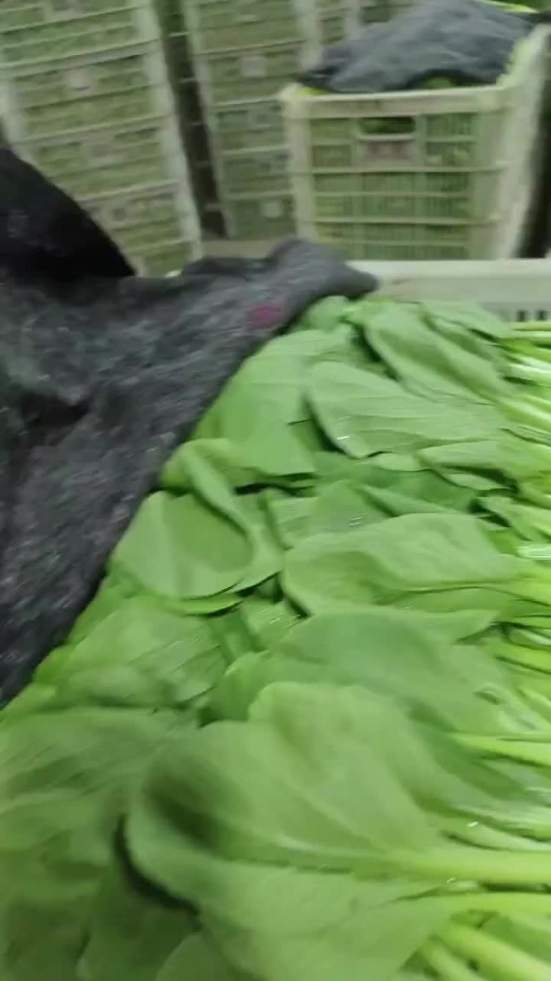 精品小青菜大量有货一手资源产地直发