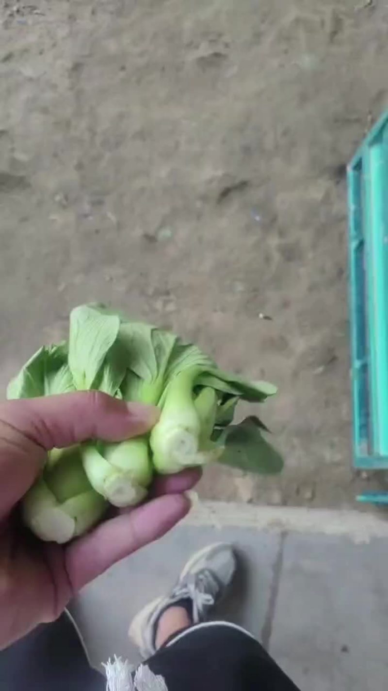 精品小青菜大量有货一手资源产地直发