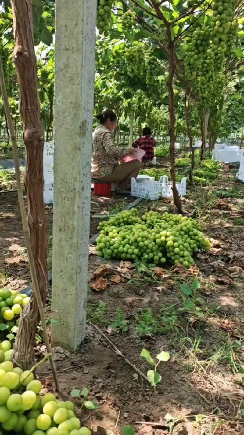 阳光玫瑰大量大果上市