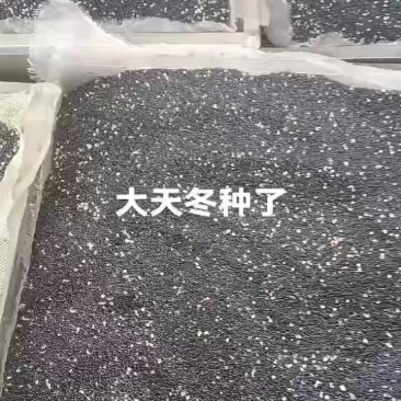 广西大天冬种子