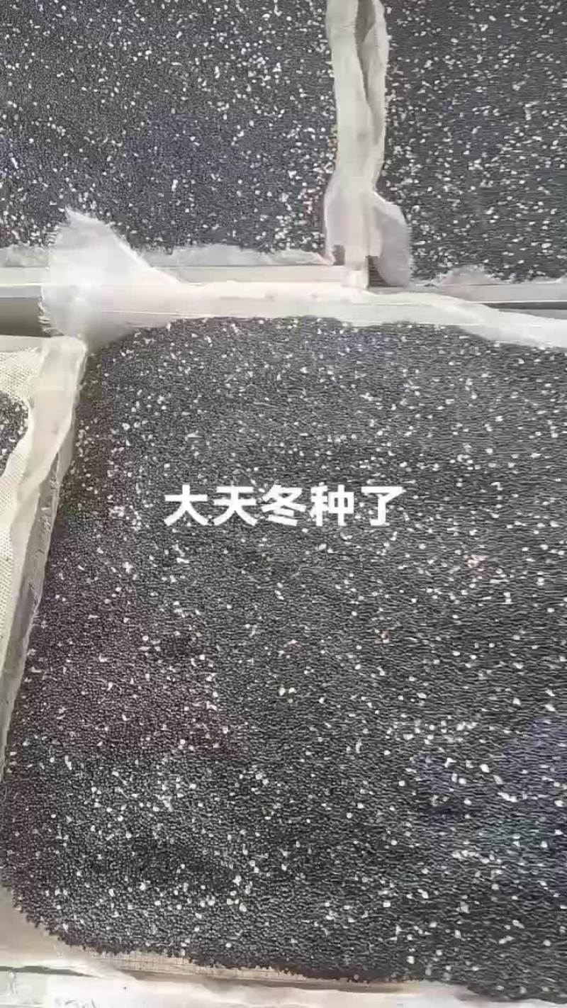 广西大天冬种子