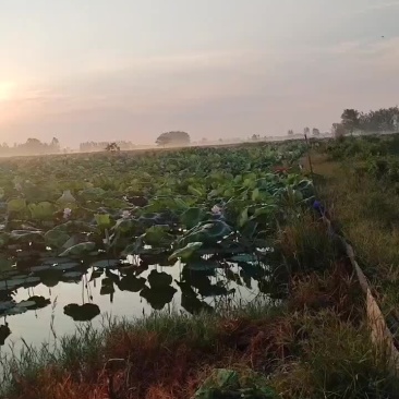 莲蓬花