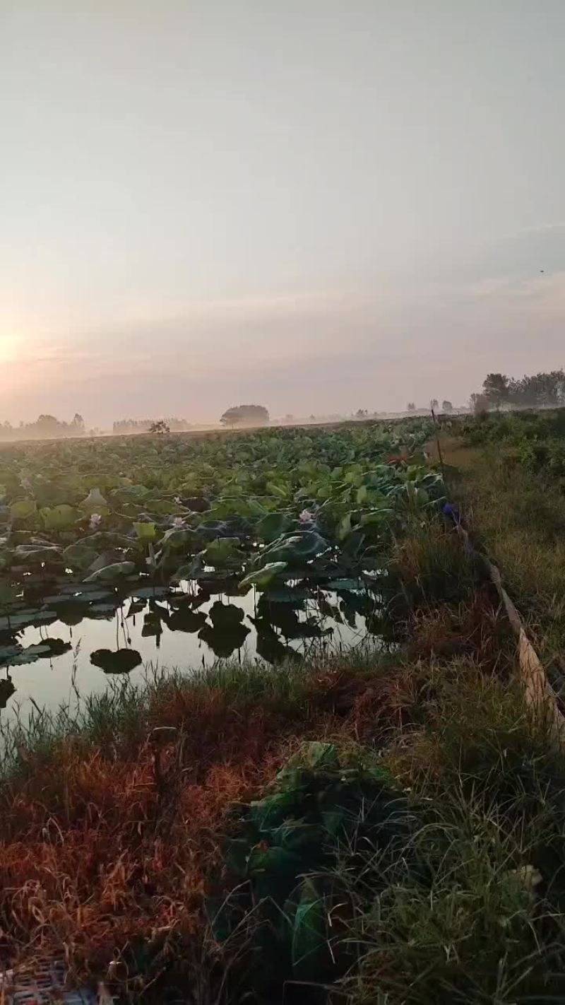 莲蓬花