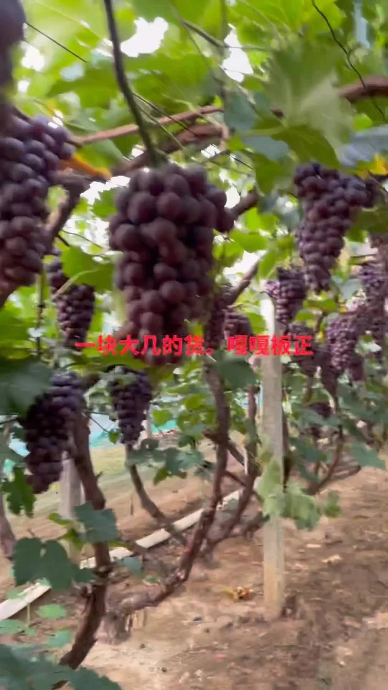 一块大几的货、品质好