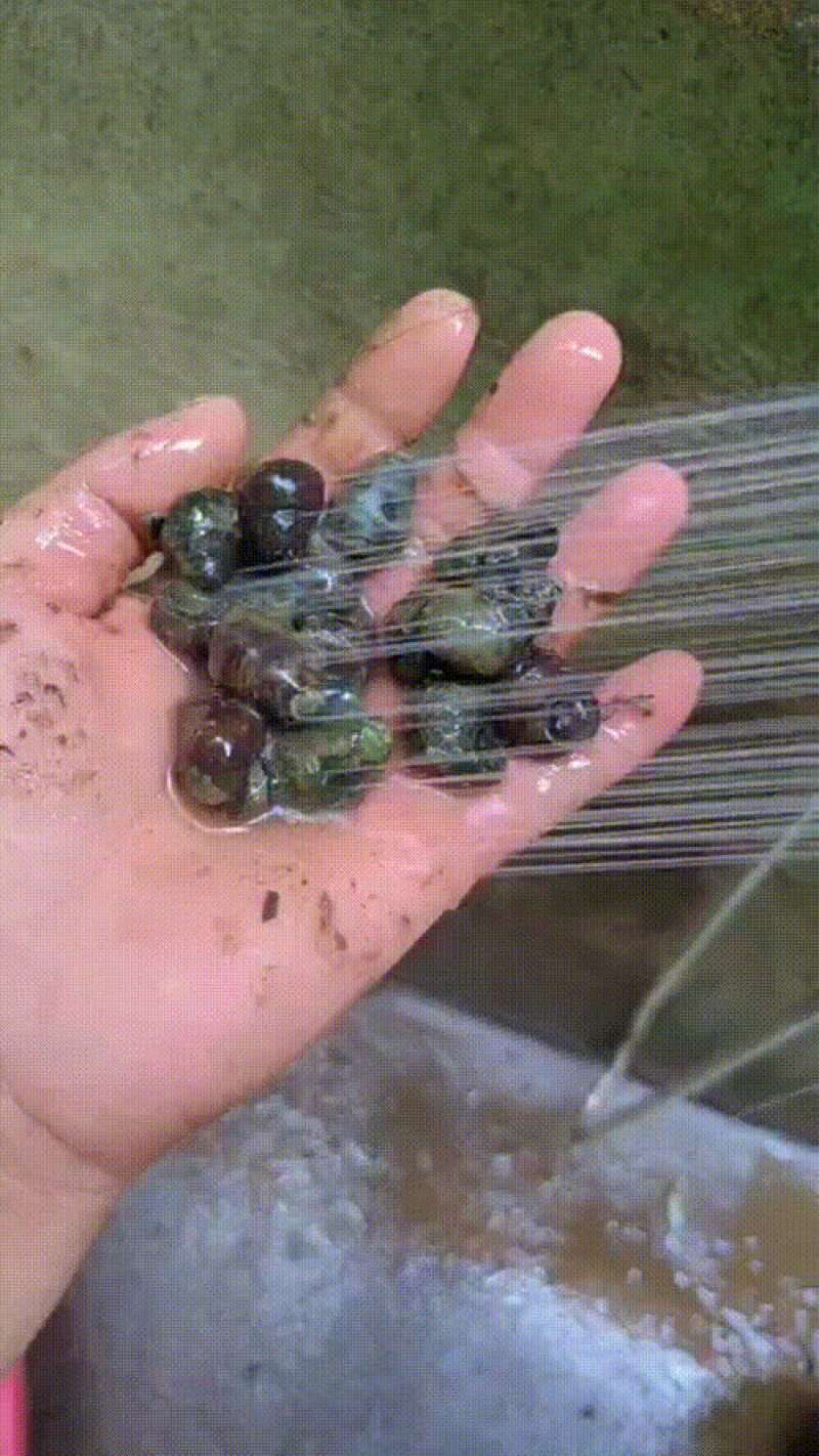 鲜活钓鱼螺蛳，挂钩脆螺，食用螺蛳和食用大田螺