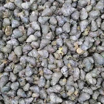 鲜活钓鱼螺蛳，挂钩脆螺，食用螺蛳和食用大田螺