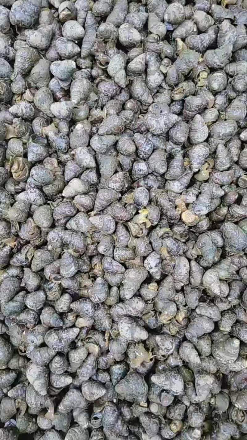 鲜活钓鱼螺蛳，挂钩脆螺，食用螺蛳和食用大田螺