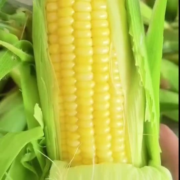 鲜玉米
