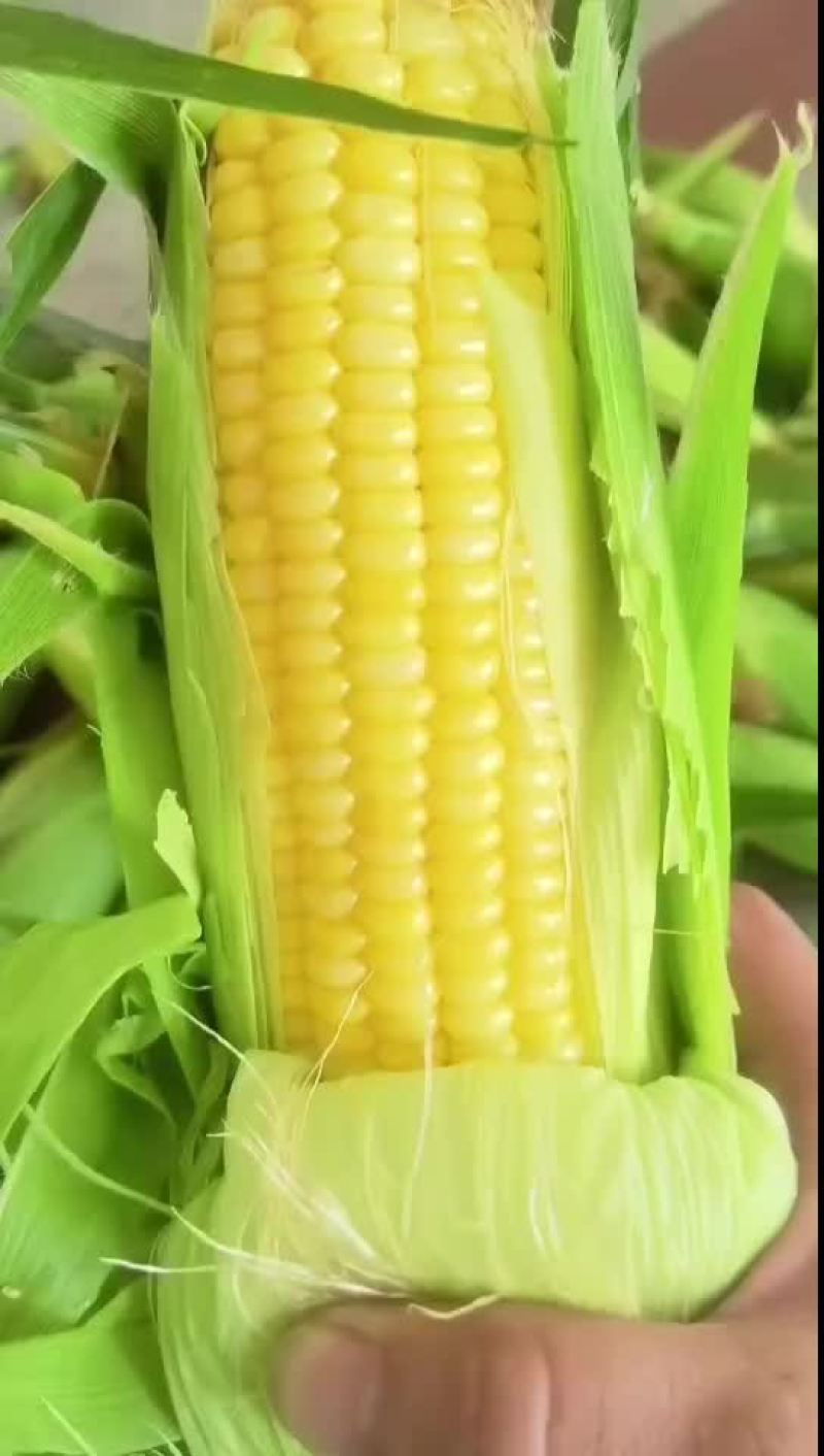 鲜玉米