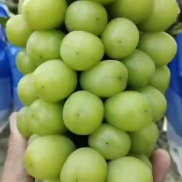 阳光玫瑰