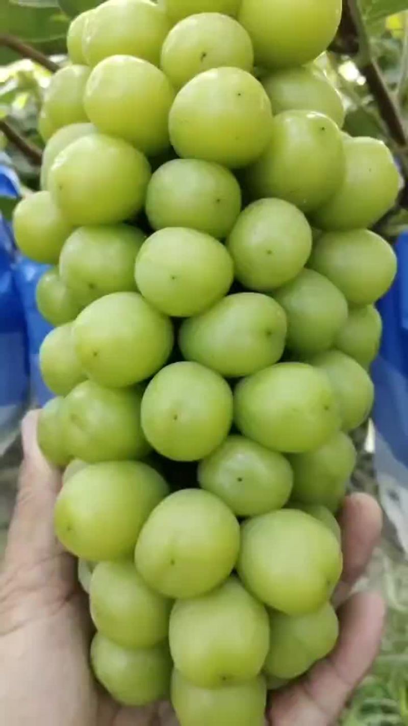 阳光玫瑰