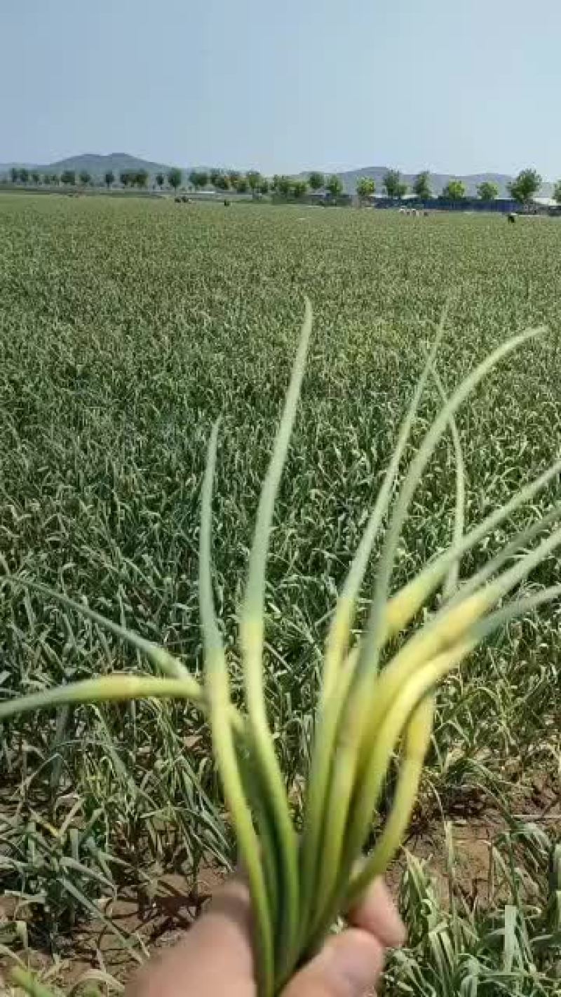 千亩地块出租