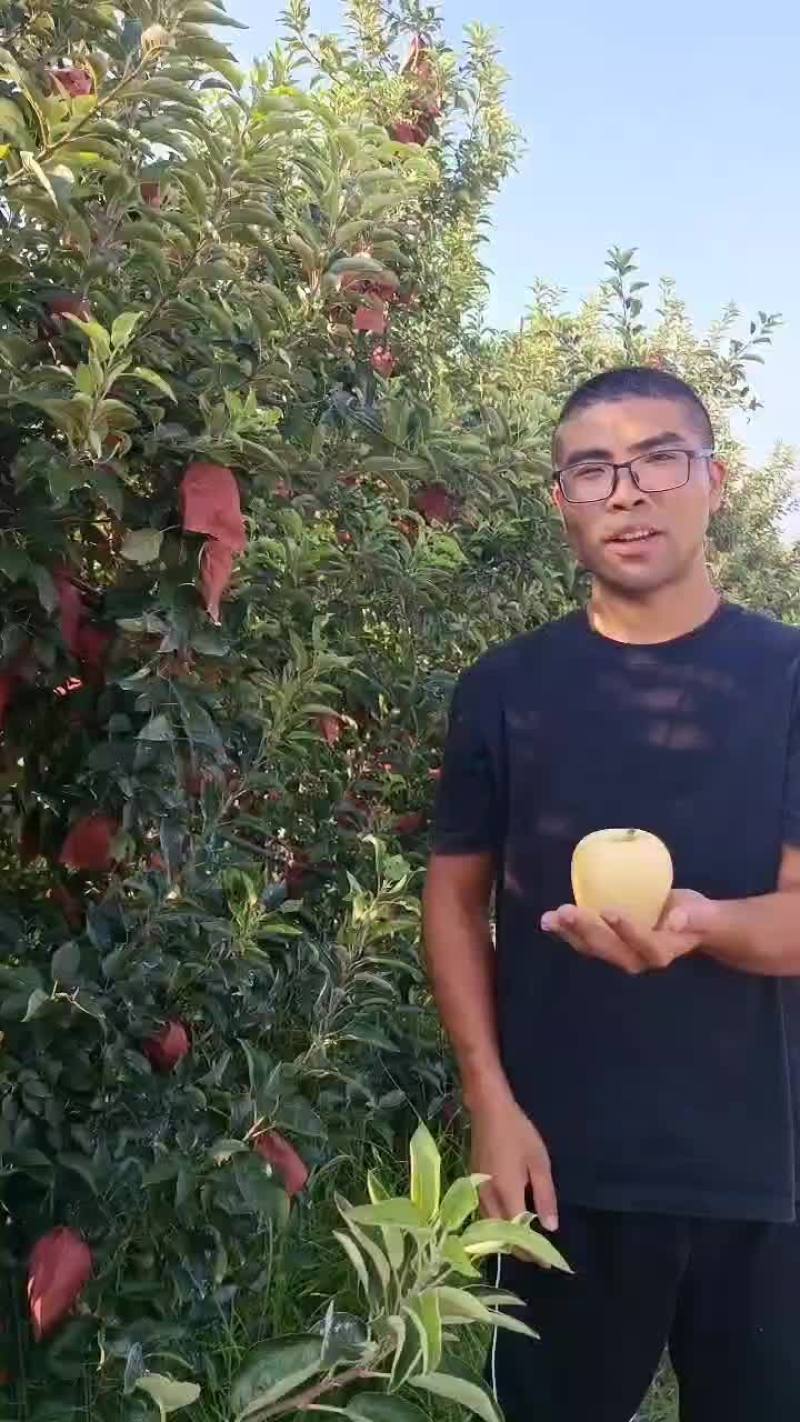 维纳斯黄金苹果