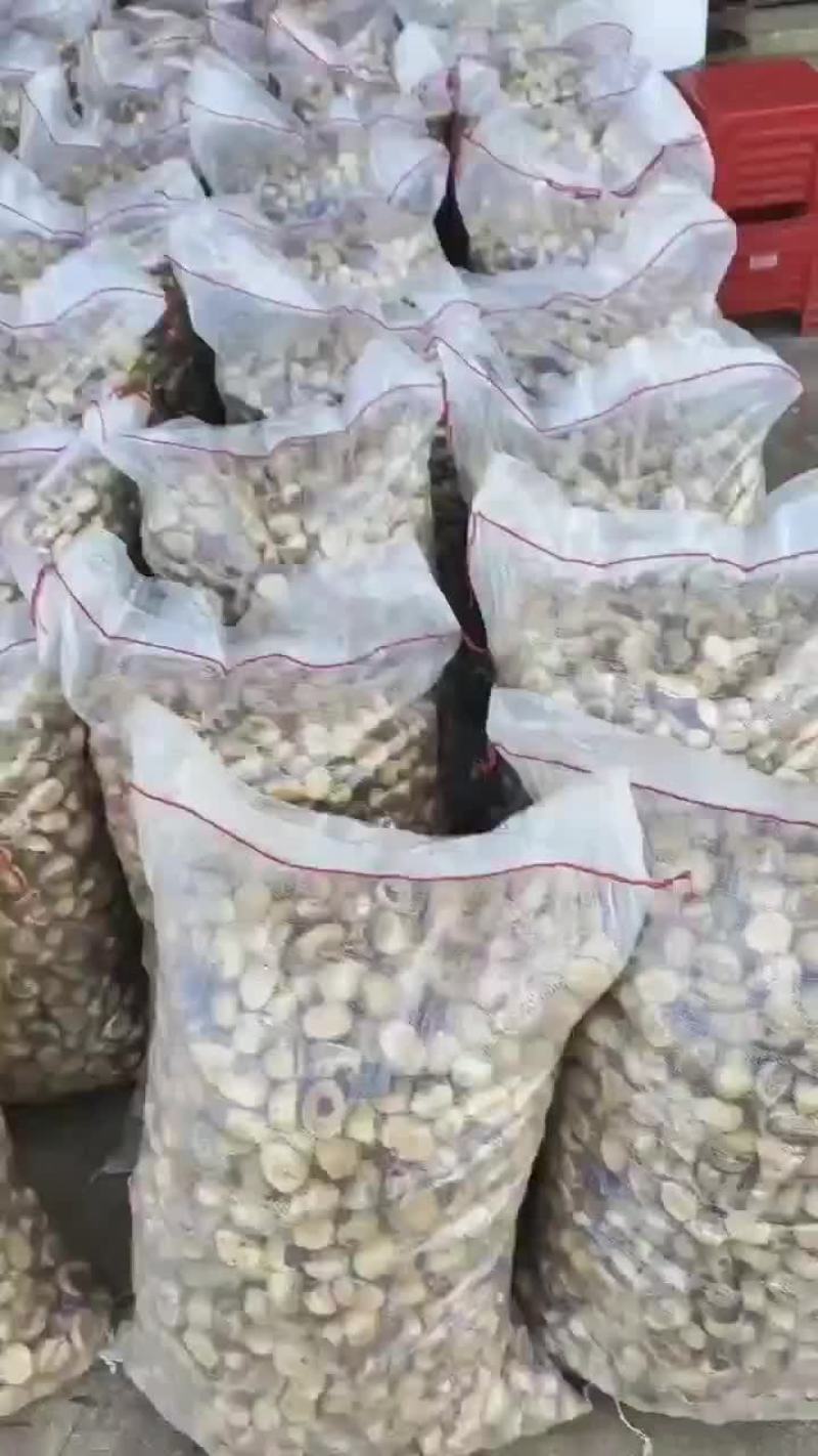 板栗