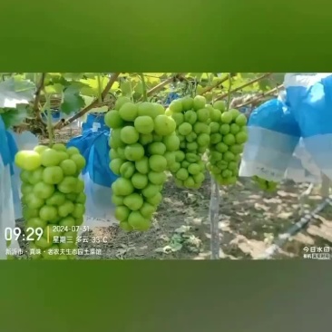 阳光玫瑰库存货，串行，硬度都达标，需要库存的抓紧看园预定
