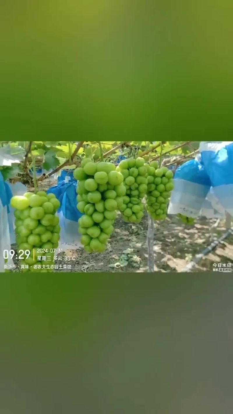 阳光玫瑰库存货，串行，硬度都达标，需要库存的抓紧看园预定