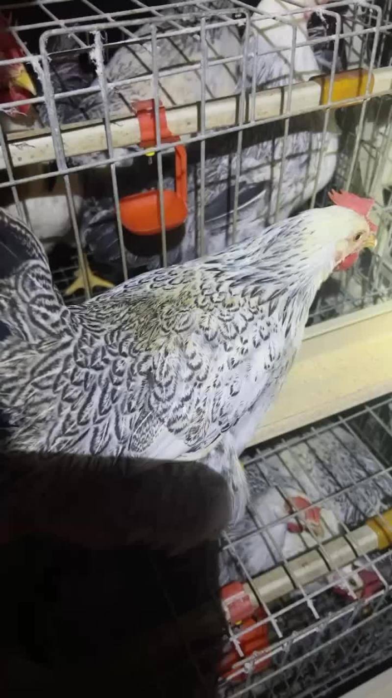 彩凤母鸡，稻花母鸡，110天，均重3斤，价格优惠