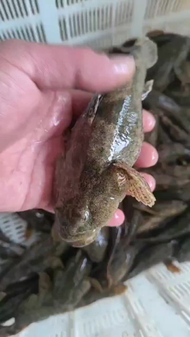 土布鱼瞎旮瘩