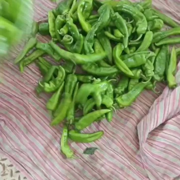 尖辣椒