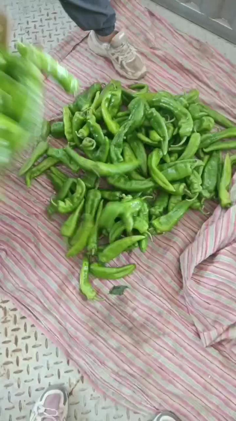 尖辣椒