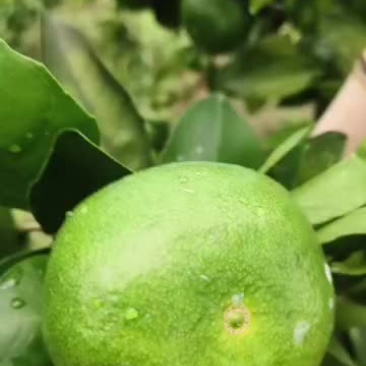新鲜甜蜜橘，健康美味，**特惠！特早密桔上市了各位老板