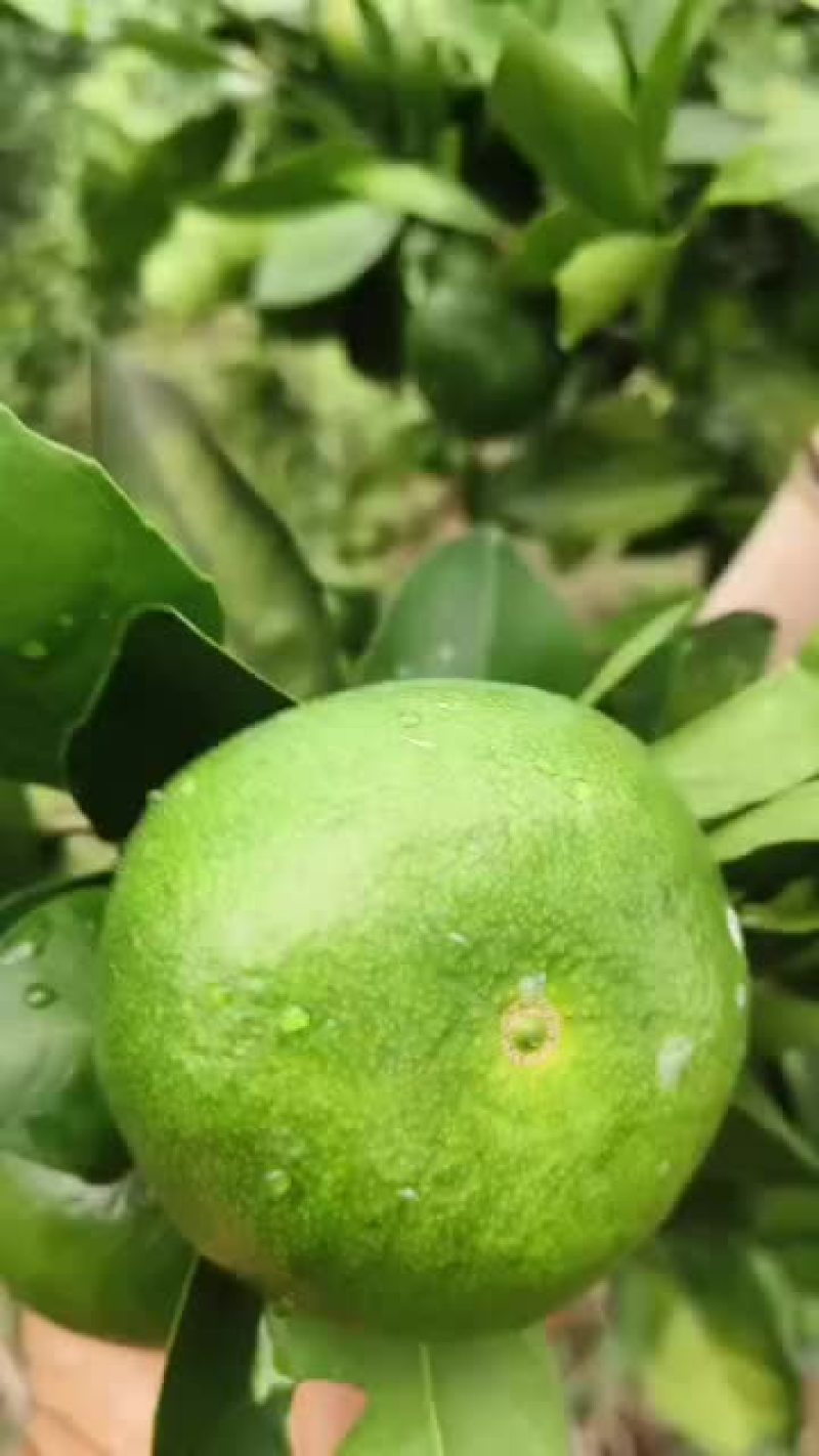 新鲜甜蜜橘，健康美味，**特惠！特早密桔上市了各位老板
