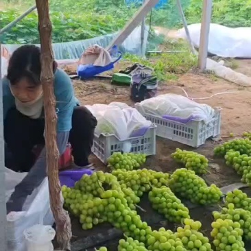 阳光玫瑰现货