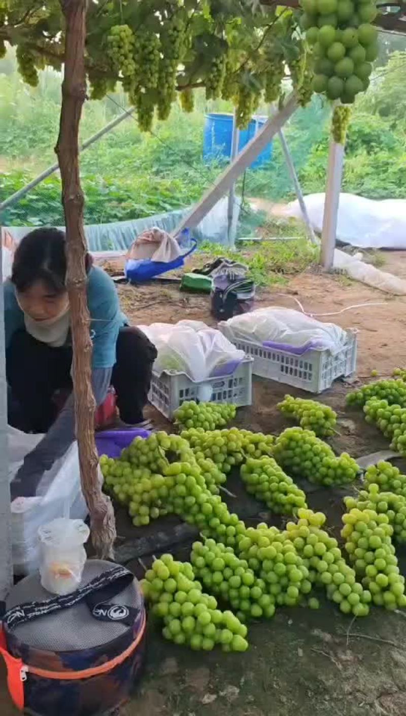 阳光玫瑰现货