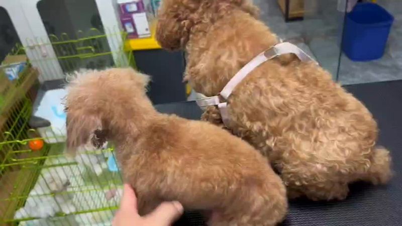 精品泰迪