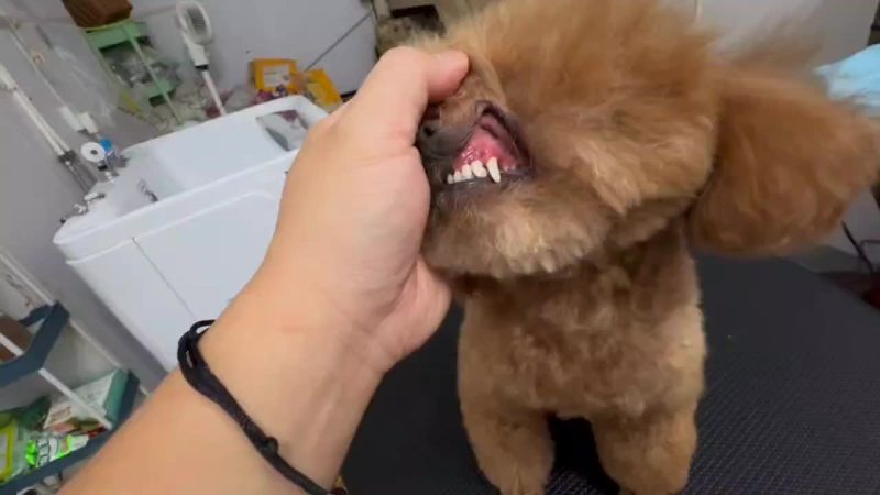 精品泰迪