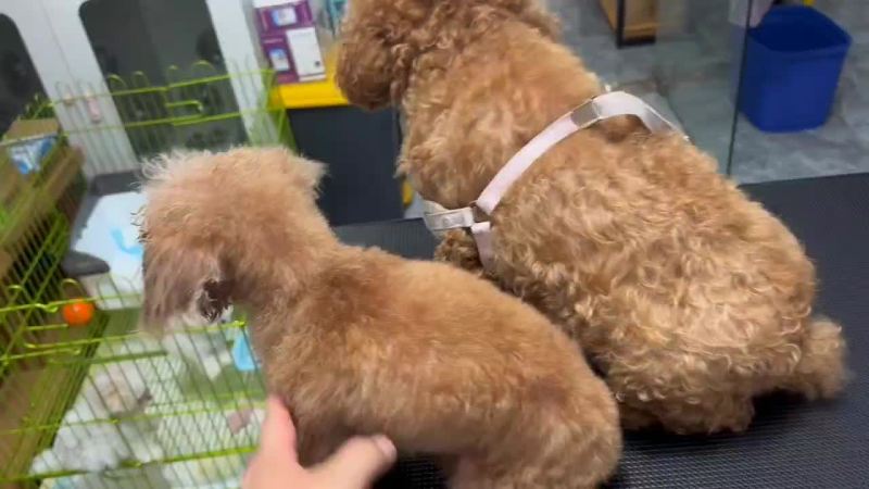 精品泰迪