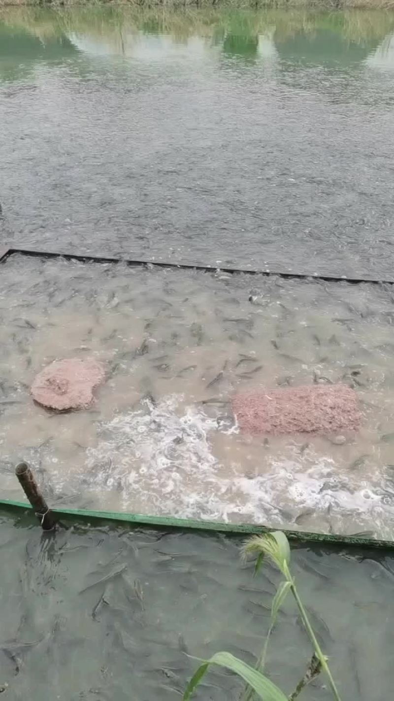 出售优质黑鱼苗
