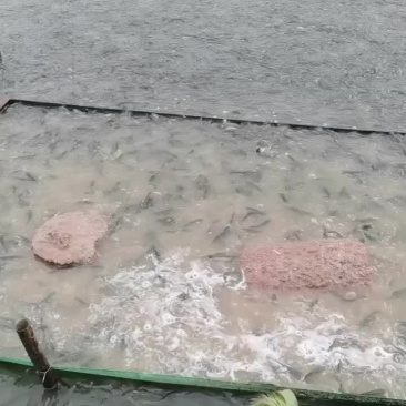 出售优质黑鱼苗
