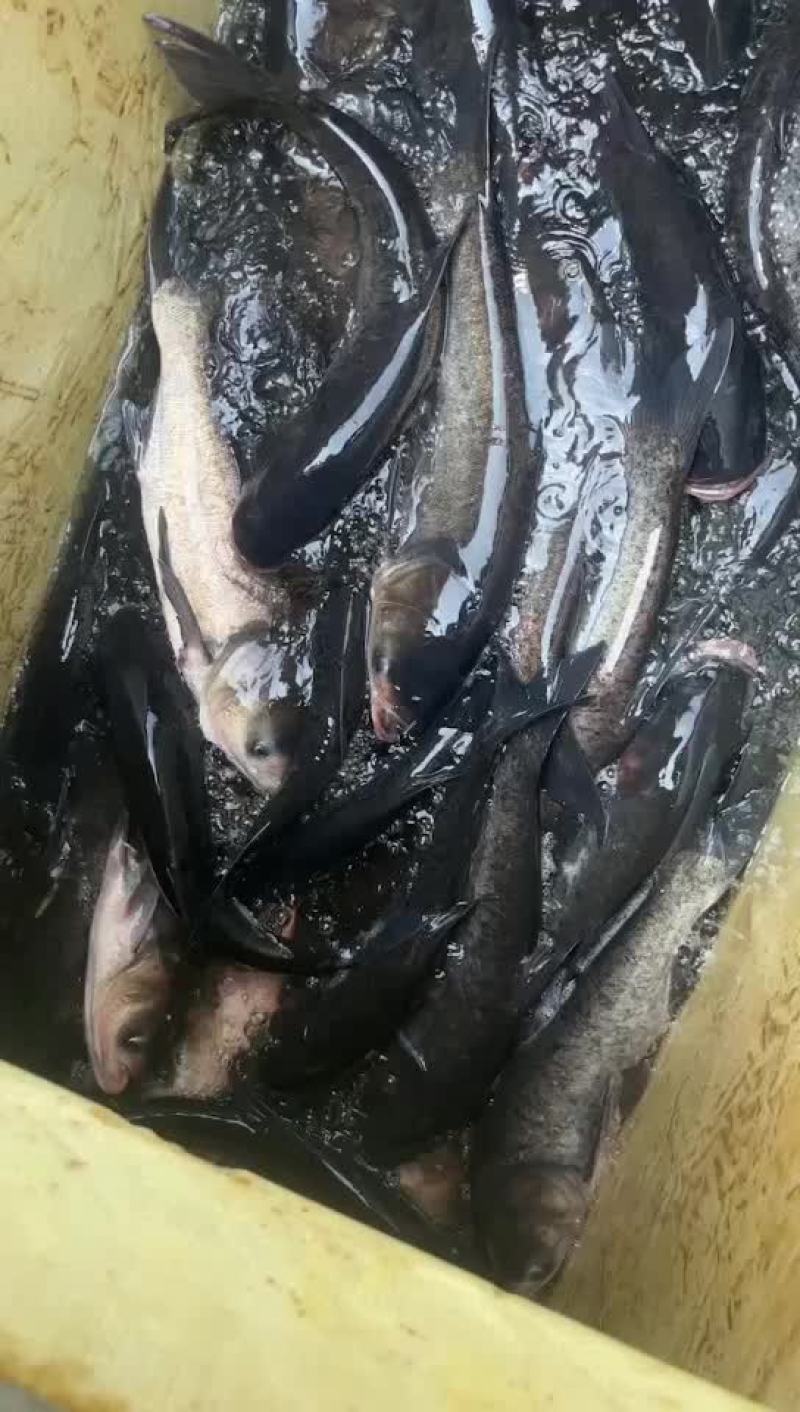水库花鲢5678