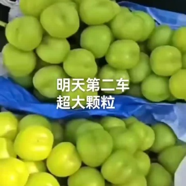 精品阳光玫瑰#产地直供