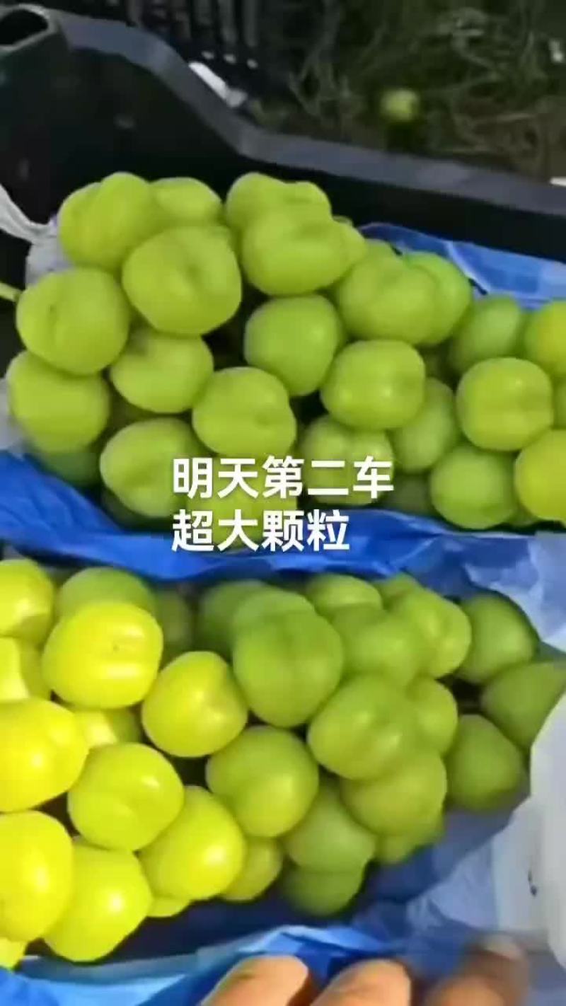 精品阳光玫瑰#产地直供
