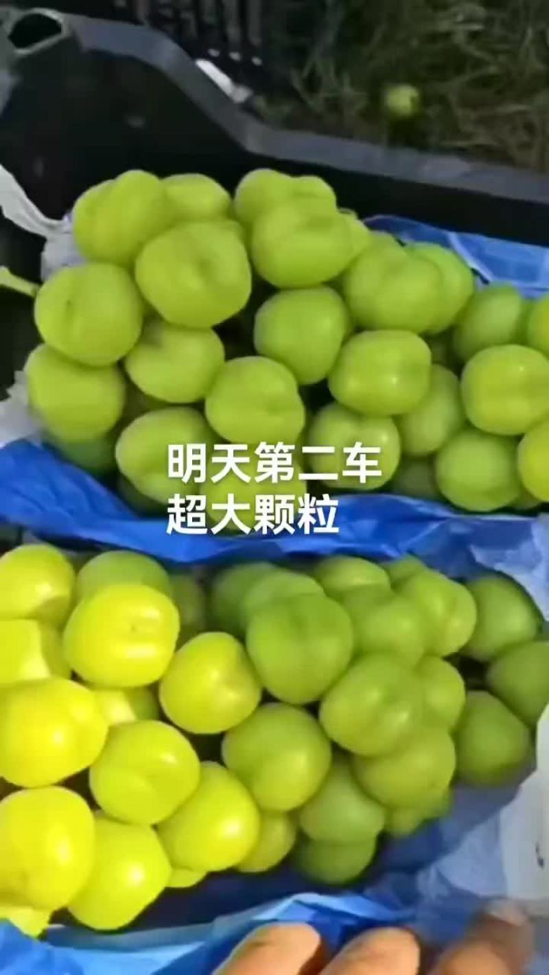 精品阳光玫瑰#产地直供