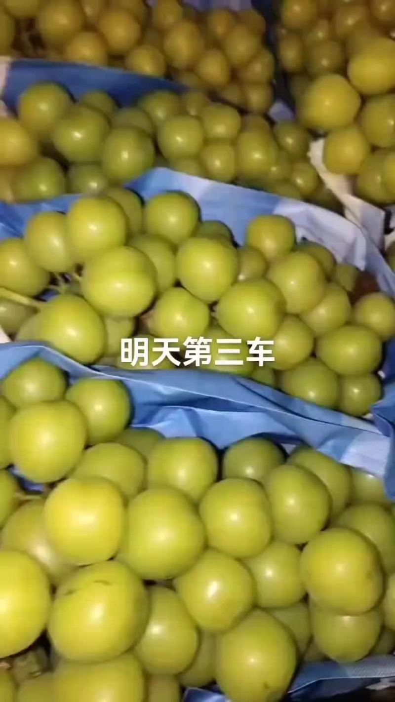 精品阳光玫瑰#产地直供
