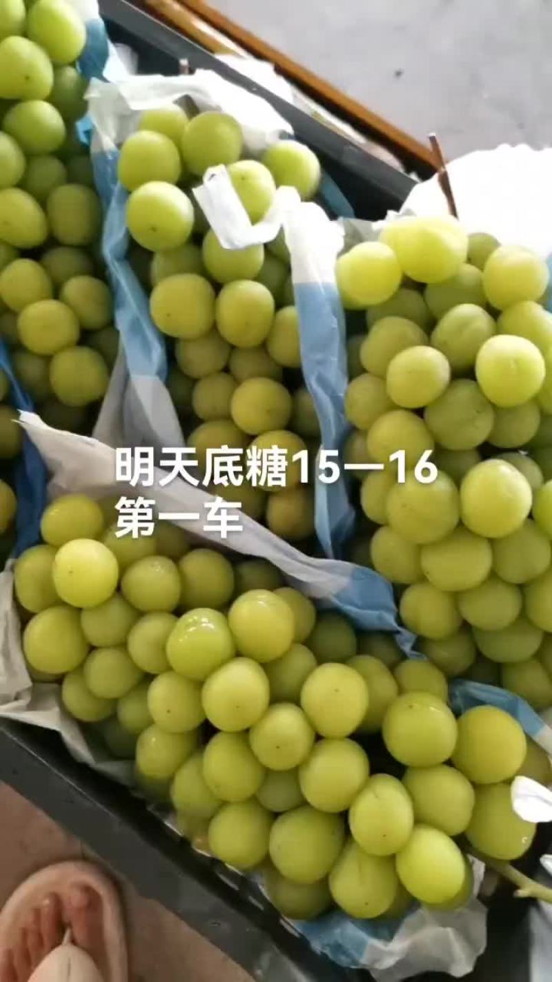 精品阳光玫瑰#产地直供